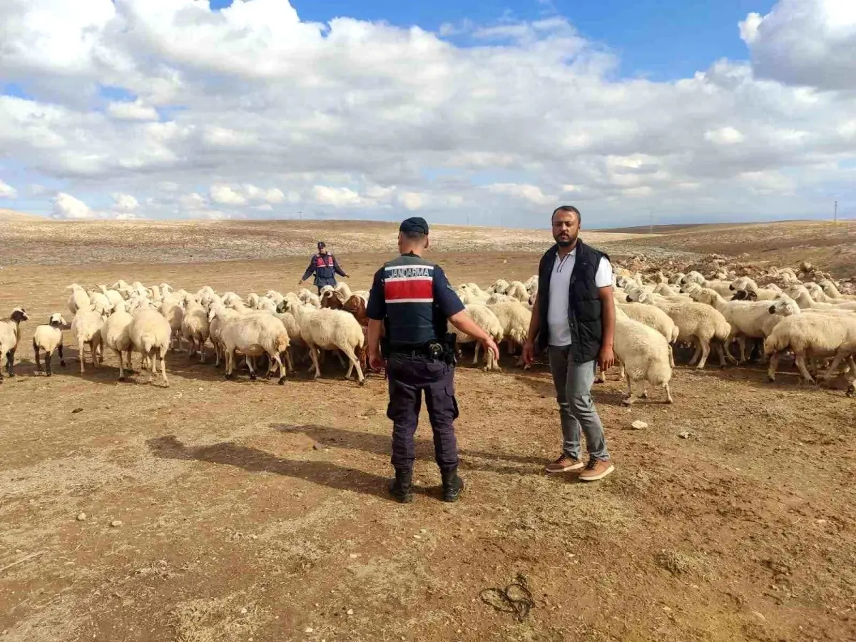 Kaybolan 93 Küçükbaş Hayvan Dron ile Bulundu