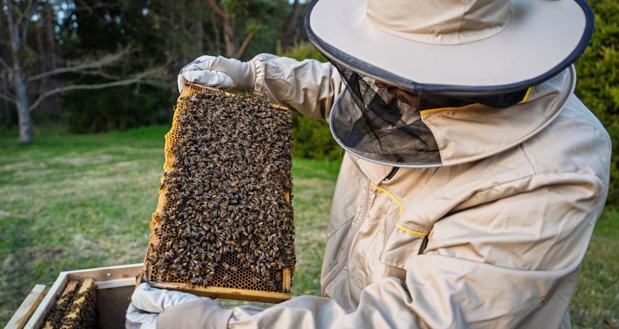 Arıcılıkta yeni dönem: Artık zorunlu olacak