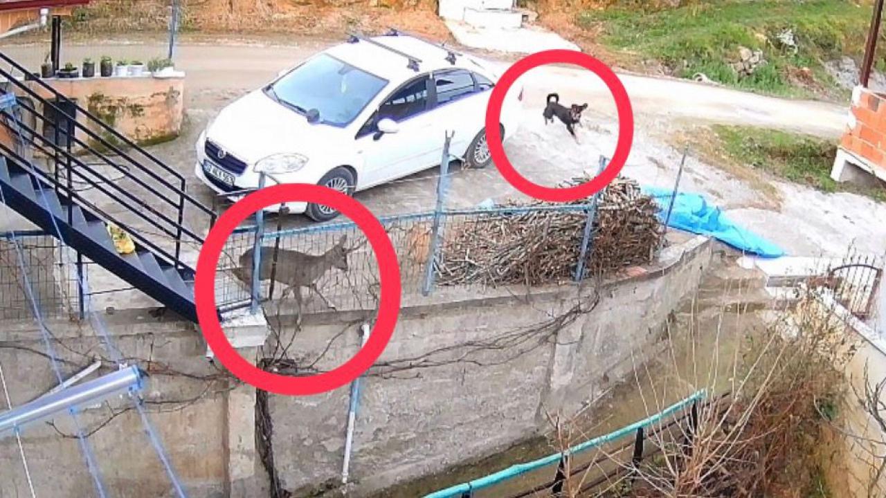 Başıboş sokak köpeklerinin saldırdığı karaca telef oldu