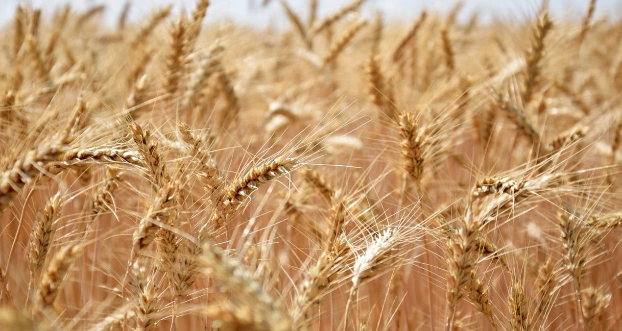 Küresel gıda fiyatları kasımda yüzde 1,2 geriledi