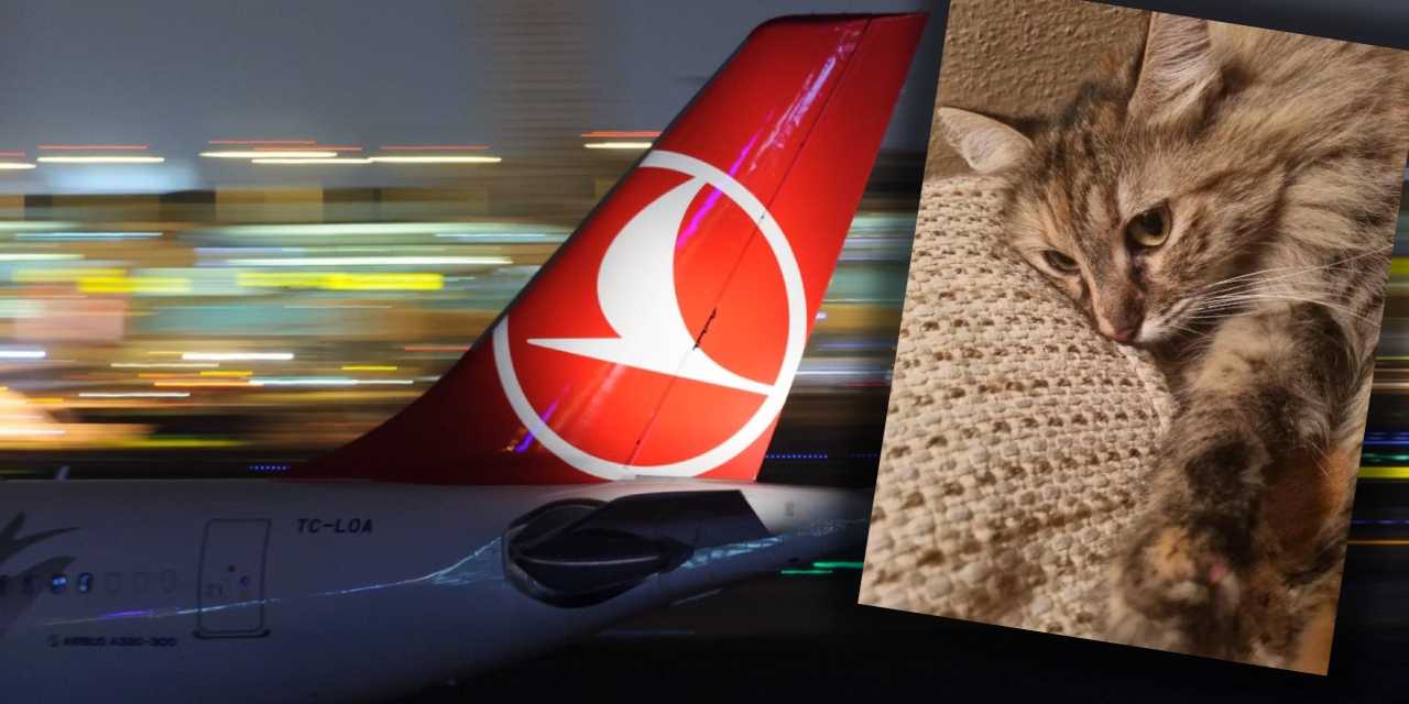 THY’nin kaybettiği kediden 100 gündür haber yok: Havacılık tarihine geçtiler