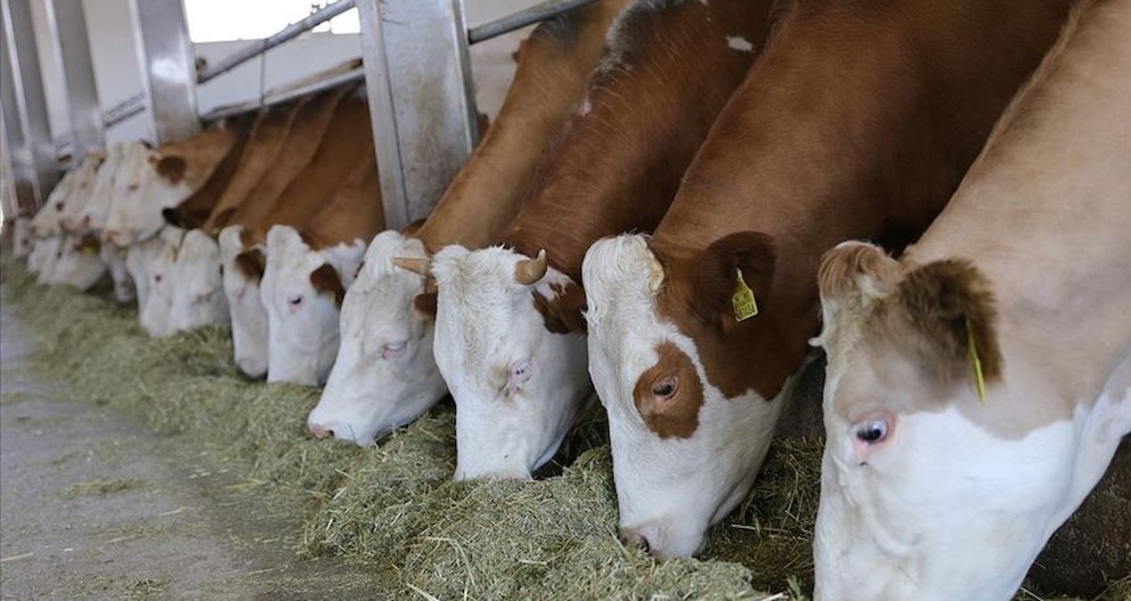 Süt Sektöründe Kriz: “Damızlık Hayvanlar Altın Değerinde Olacak”
